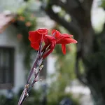 Karakus * Çıralı