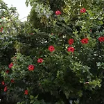 Karakus Gasthuis Çıralı