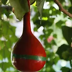 Karakus Gasthuis