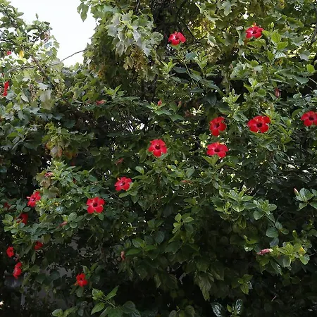 Karakus ゲストハウス Çıralı