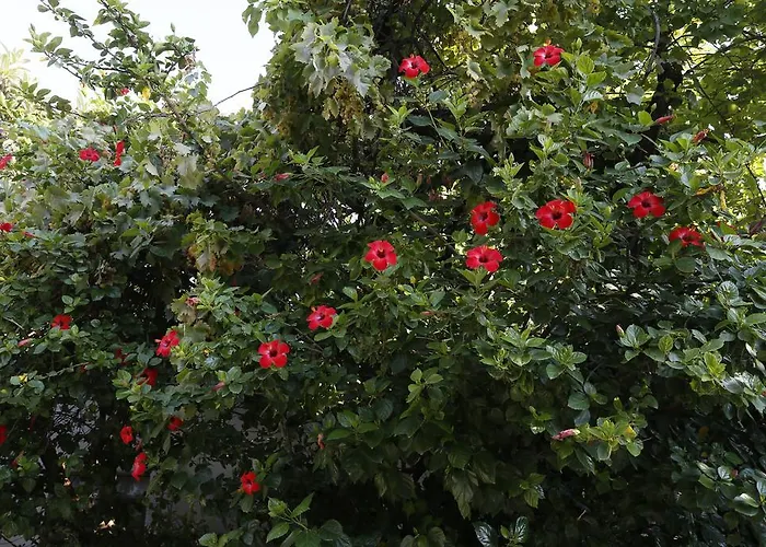 Karakus بيت ضيافة Çıralı